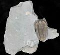 Nice Flexicalymene Trilobite - Ohio #20989-1